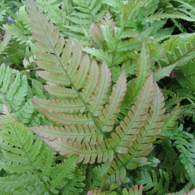 See more information about the Anglo Aquatics Dryopteris Erythrosora 1 Litre
