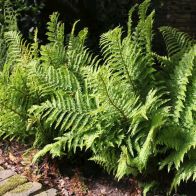 See more information about the Anglo Aquatics Dryopteris Filix-Mas 1 Litre