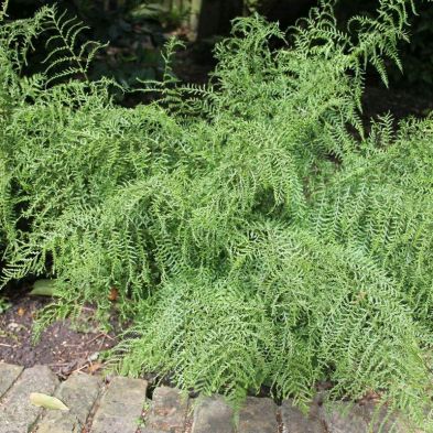 Ferns to buy online for home delivery