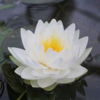 See more information about the Anglo Aquatics Nymphaea Gonnere 1 Litre