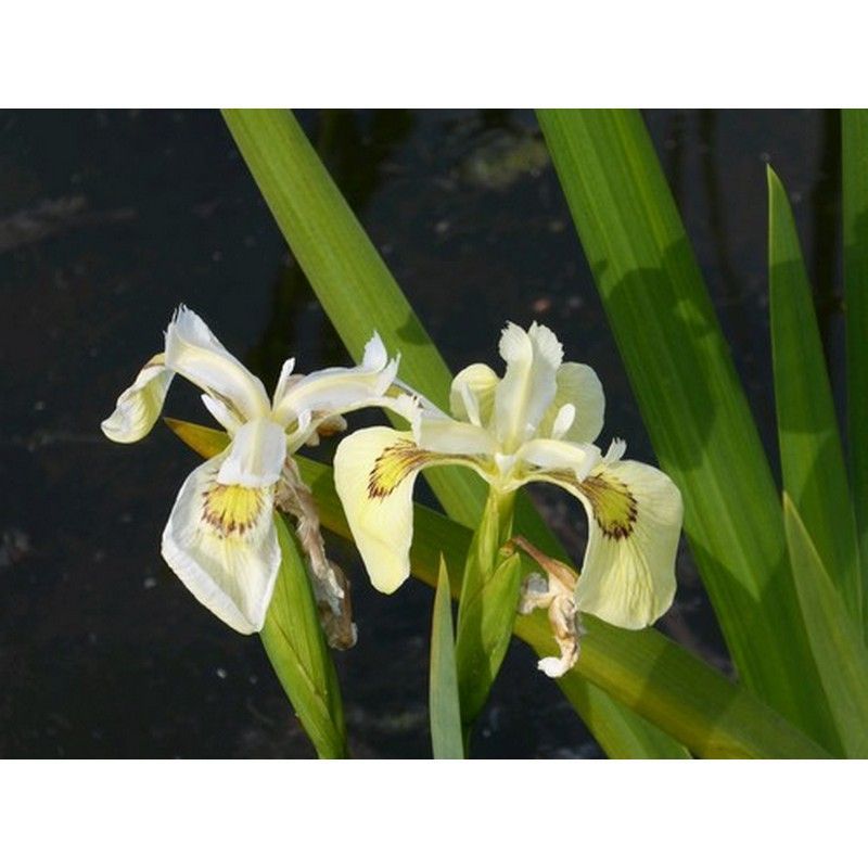 DIS : Anglo Aquatics Iris Pseudacorus 'Alba' 1 Litre - 3 Pack