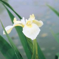 See more information about the Anglo Aquatics Iris Pseudacorus Bastardii 1 Litre