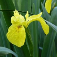 See more information about the Anglo Aquatics Iris Pseudacorus 1 Litre