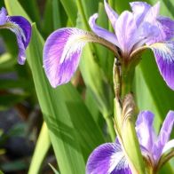 See more information about the Anglo Aquatics Iris Versicolor 1 Litre