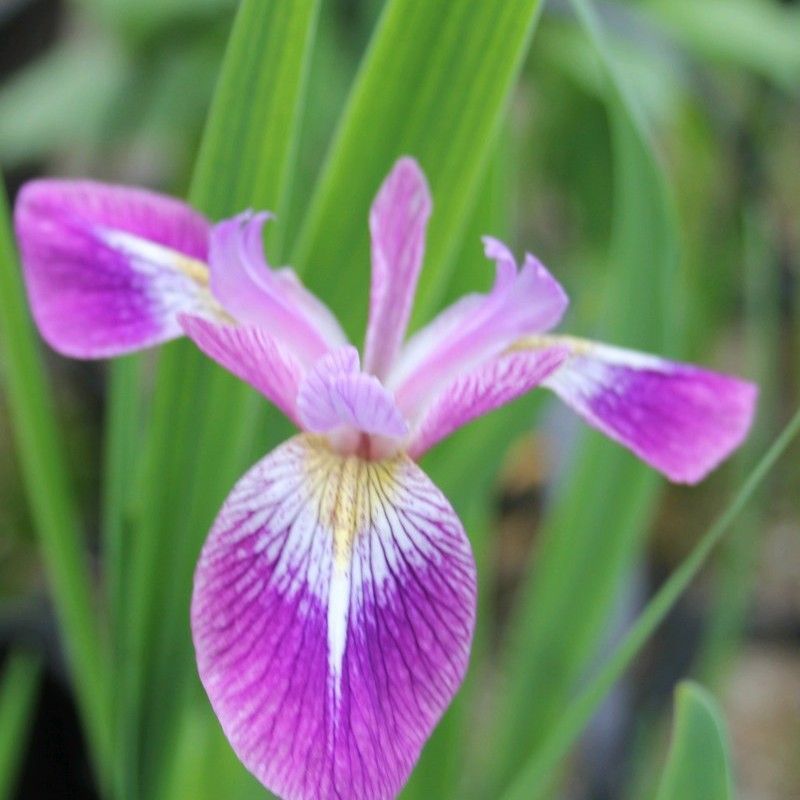 Anglo Aquatics Iris Versicolor 'Kermesina' 1 Litre