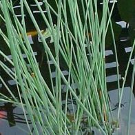 See more information about the Anglo Aquatics Juncus Inflexus 1 Litre