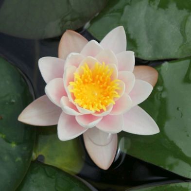 See more information about the Anglo Aquatics Nymphaea Marliacea Carnea 10 Litre