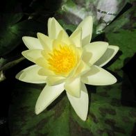 See more information about the Anglo Aquatics Nymphaea Marliacea Chromatella 1 Litre