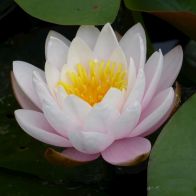 See more information about the Anglo Aquatics Nymphaea Marliacea Rosea 10 Litre