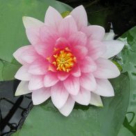 See more information about the Anglo Aquatics Nymphaea Masaniello 3 Litre