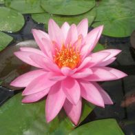 See more information about the Anglo Aquatics Nymphaea Mayla 10 Litre