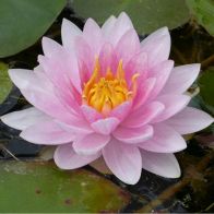 See more information about the Anglo Aquatics Nymphaea Mrs Richmond 1 Litre
