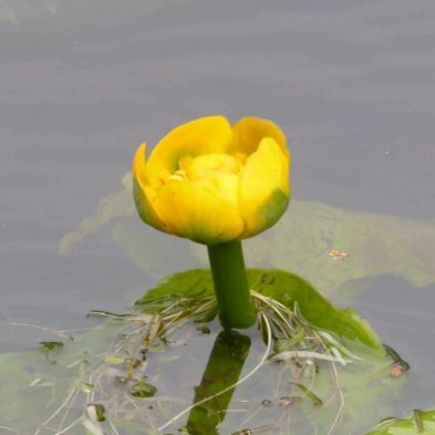 See more information about the Anglo Aquatics Nuphar Lutea 1 Litre