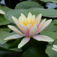 See more information about the Anglo Aquatics Nymphaea Paul Hariot 1 Litre