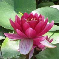 See more information about the Anglo Aquatics Nymphaea Perry's Baby Red 1 Litre