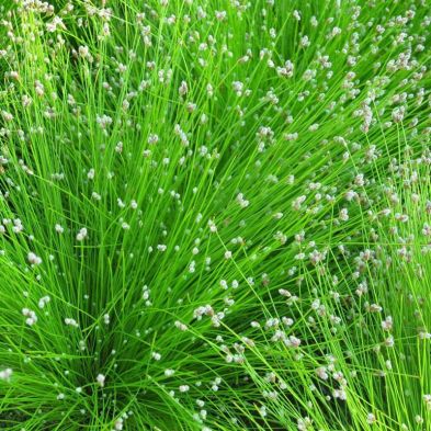 See more information about the Anglo Aquatics Scirpus Cernuus 1 Litre