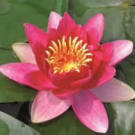 See more information about the Anglo Aquatics Nymphaea Vesuve 3 Litre