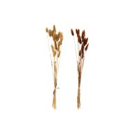 See more information about the Set of Two Natural Dried Lagarus Bouquets in Cream & Brown