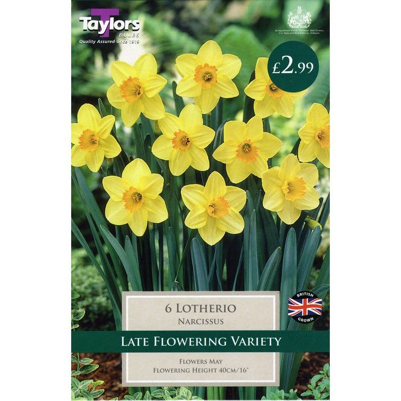 Taylors Narcissi Lotherio Daffodil 6 Bulb Pack