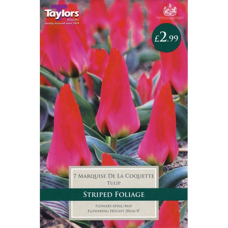 Taylors Tulip Marquise De La Coquette 7 Bulb Pack