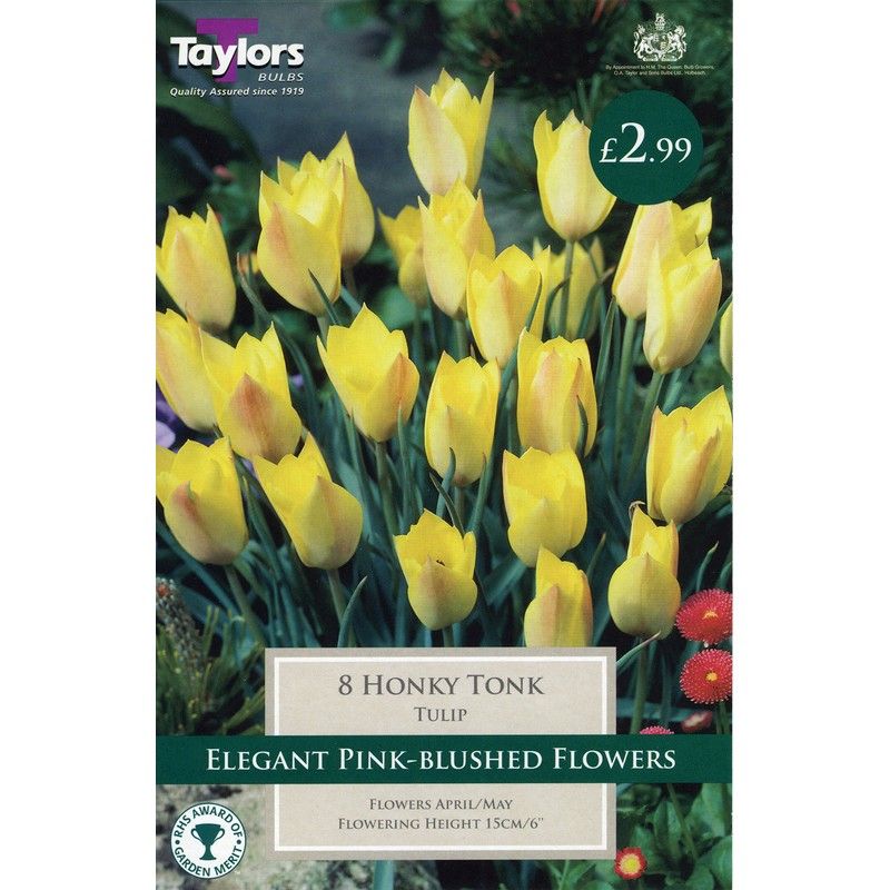 Taylors Tulip Honky Tonk Tulip 8 Bulb Pack