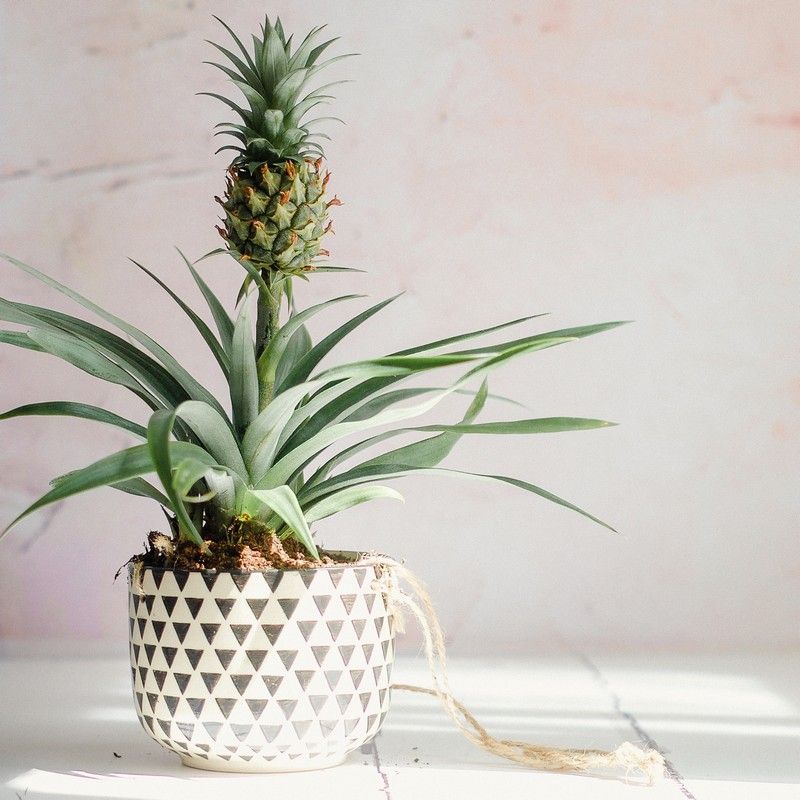 Pineapple Plant Indoor 14cm Pot
