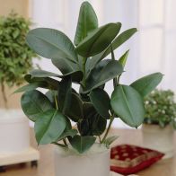See more information about the Rubber Plant Indoor Ficus Elastica Robusta 17cm Pot