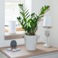 See more information about the ZZ Indoor Plant Zamioculcas Zamiifolia 60cm Tall In 17cm Pot