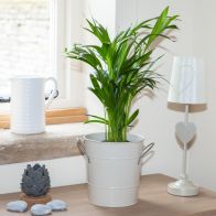 See more information about the Areca Bamboo Palm Indoor Plant 50-60cm Tall in 14cm Pot