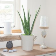 See more information about the Aloe Vera Indoor Plant 50cm Tall In 15cm Pot