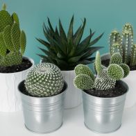 See more information about the Indoor Plants Cactus Mix x6 in 5.5cm Pots