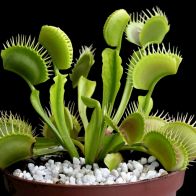 See more information about the Venus Fly Trap Dionaea Muscipula Jumbo Indoor Plant 12cm Pot