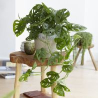 See more information about the Swiss Cheese Indoor Plant Monkey Leaf Monstera 12cm Pot