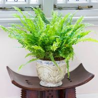 See more information about the Sword Fern Nephrolepis Green Moment Indoor Plant 12cm Pot