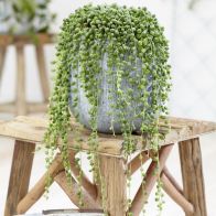 See more information about the String Of Pearls Senecio Rowleyanus Indoor Plant 14cm Hanging Pot