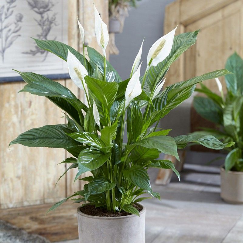 Sweet Silver Spathiphyllum Indoor Plant 14cm Pot