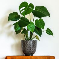 See more information about the Swiss Cheese Indoor Plant Monstera Deliciosa 80-85cm Tall In 4L Pot