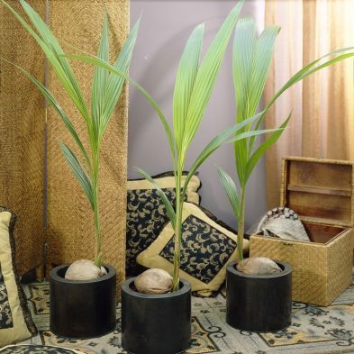 See more information about the Coconut Palm Indoor Plant Cocos Nucifera 3L Pot