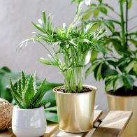 See more information about the Areca Bamboo Palm Indoor Plant 40cm Tall in 12cm Pot