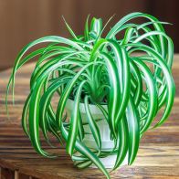 See more information about the Variegated Indoor Spider Plant Chlorophytum Comosum 12cm Pot