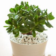 See more information about the Jade Plant Crassula Ovata Houseplant 12cm Pot