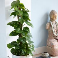 See more information about the Devils Ivy Epipremnum Pinnatum Aureum Indoor Plant 12cm Pot