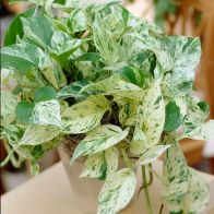See more information about the Devils Ivy Epipremnum Pinnatum Marble Queen Indoor Plant 12cm Pot