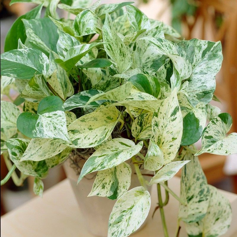 Devils Ivy Epipremnum Pinnatum Marble Queen Indoor Plant 12cm Pot