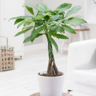 See more information about the Money Tree Pachira Aquatica Indoor Plant 12cm Pot