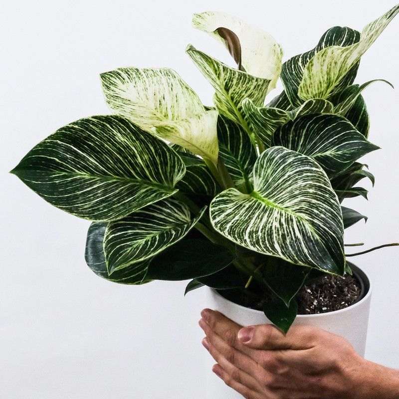 Philodendron White Wave Indoor Plant 14cm Pot
