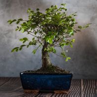 See more information about the Japanese Grey Bark Elm Zelkova Bonsai Ball Plant 22-25cm Tall