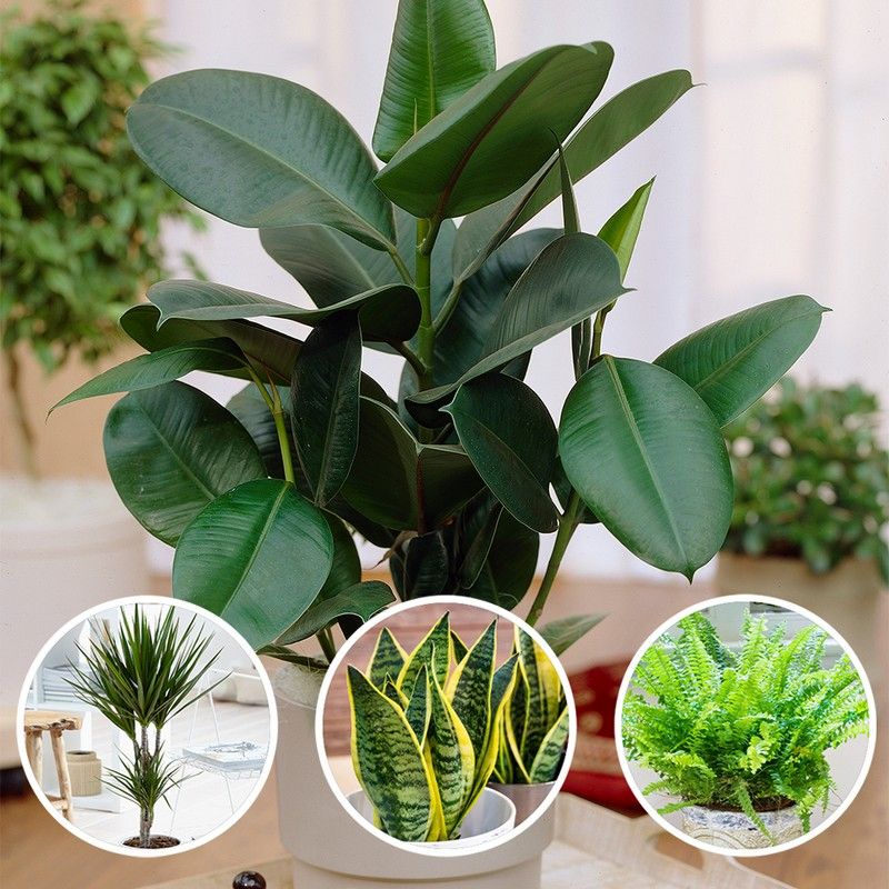 Air Purifying Indoor Plant Collection x4 12-17cm Pots