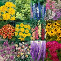 See more information about the Complete Hardy Garden Perennial Collection - 24x Jumbo Plugs